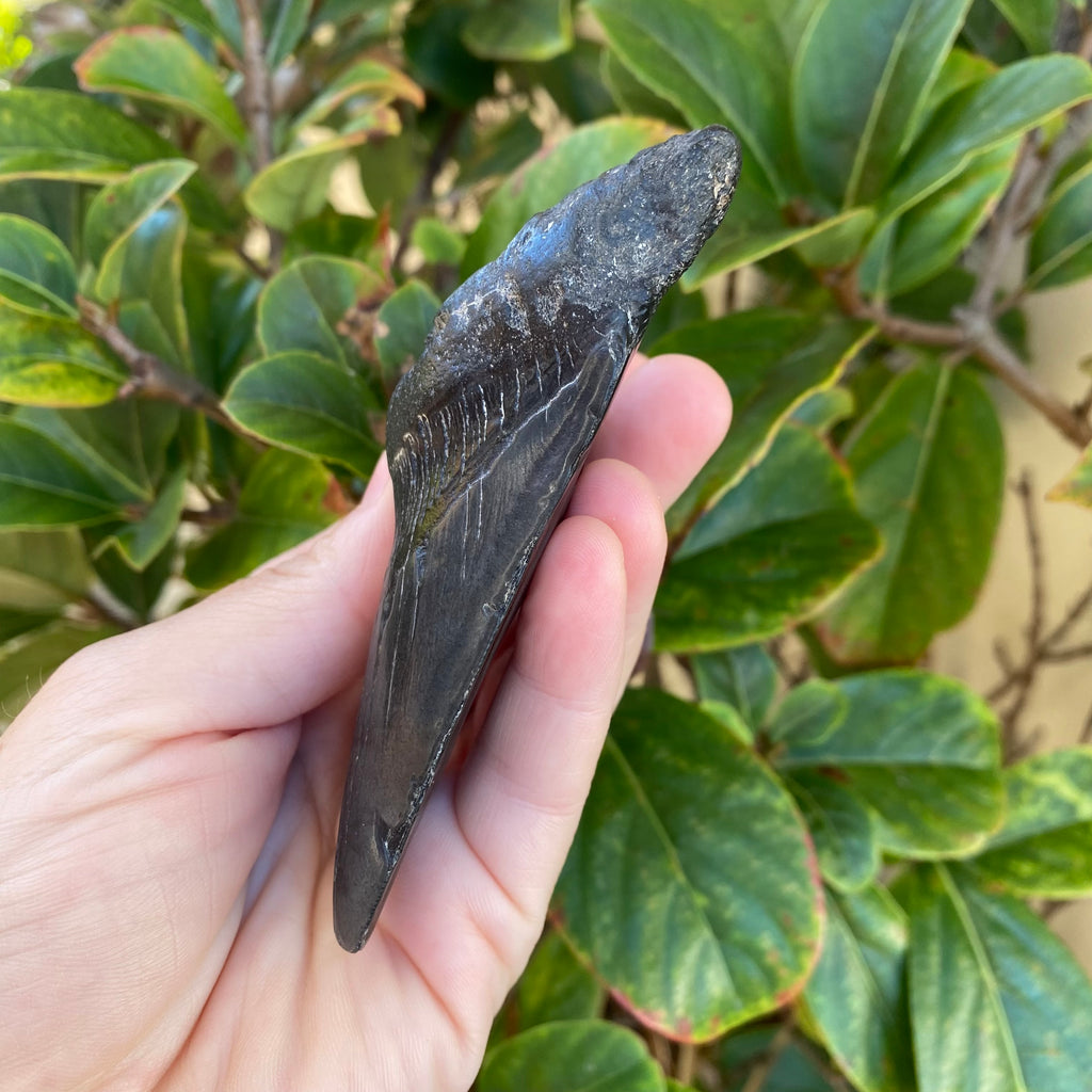Megalodon Tooth