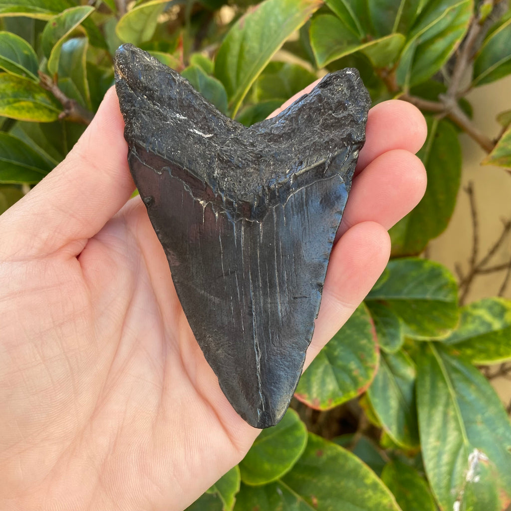 Megalodon Tooth