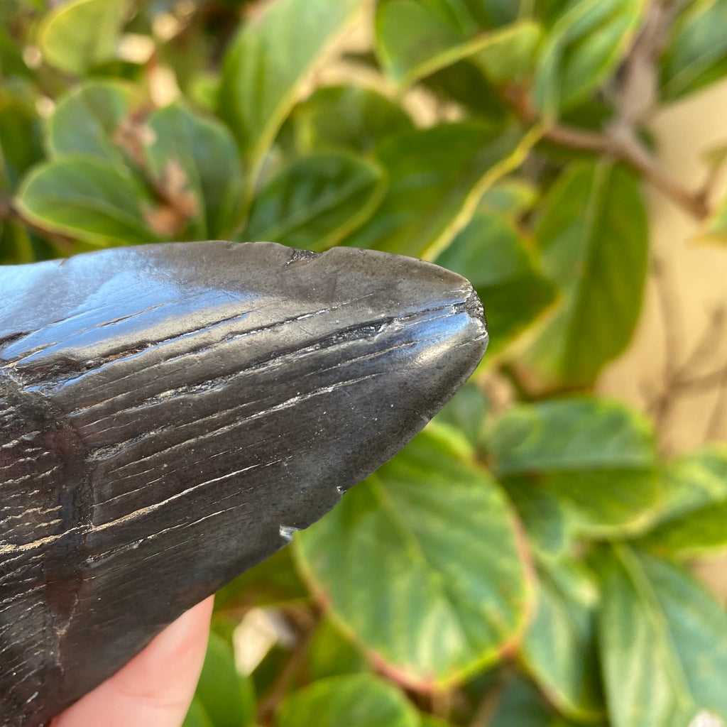 Megalodon Tooth