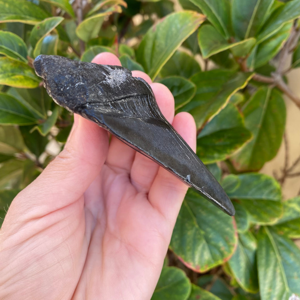 Megalodon Tooth