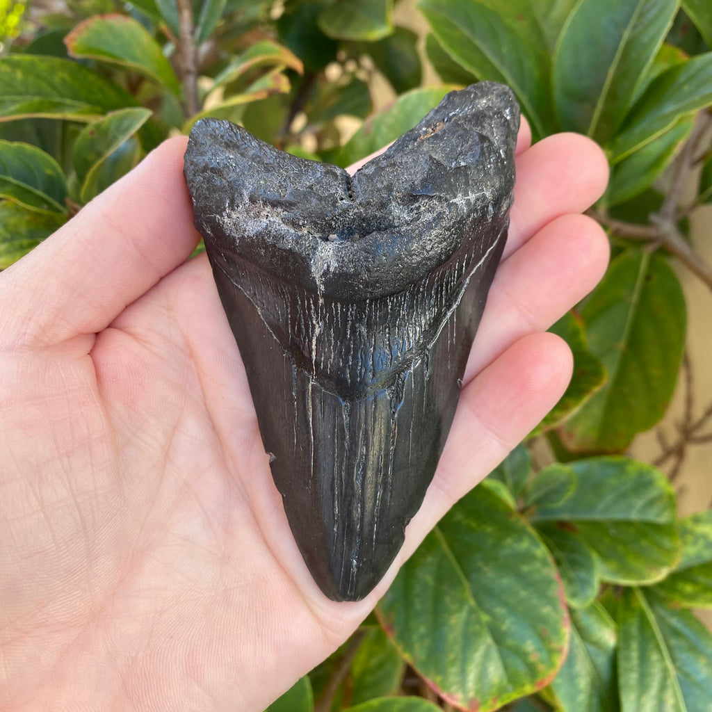 Megalodon Tooth