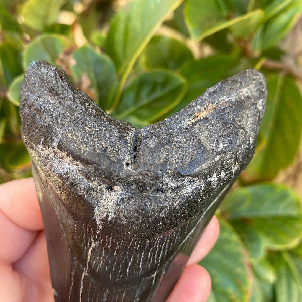 Megalodon Tooth