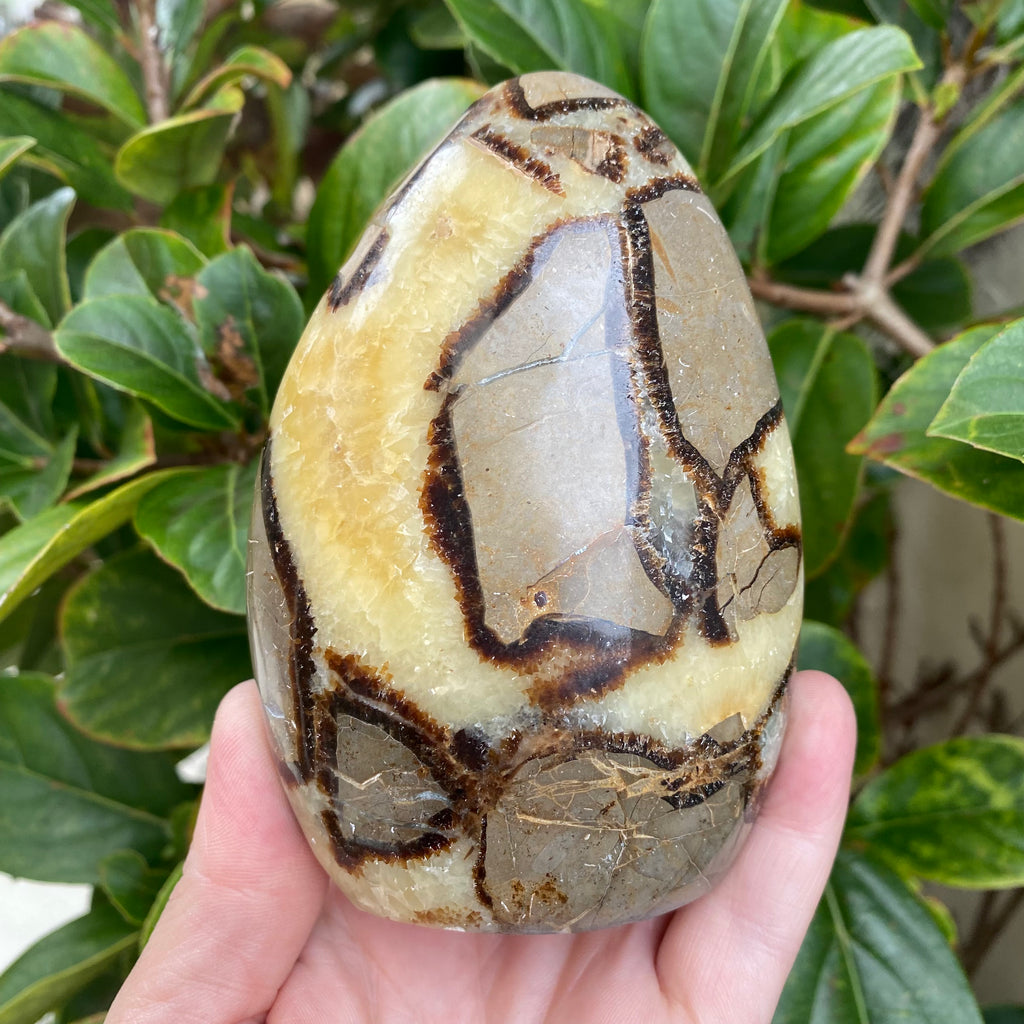 Septarian Freeform