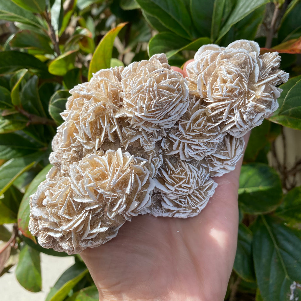 Desert Rose Gypsum