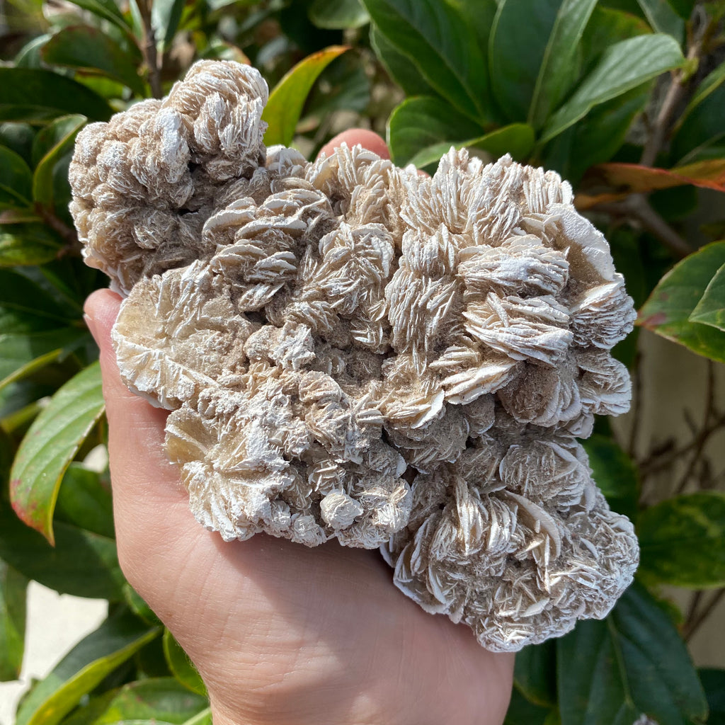 Desert Rose Gypsum