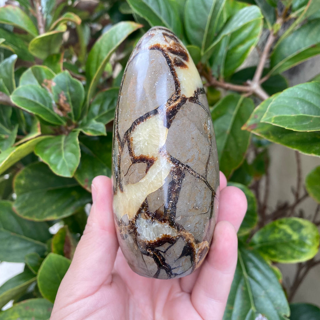 Septarian Freeform