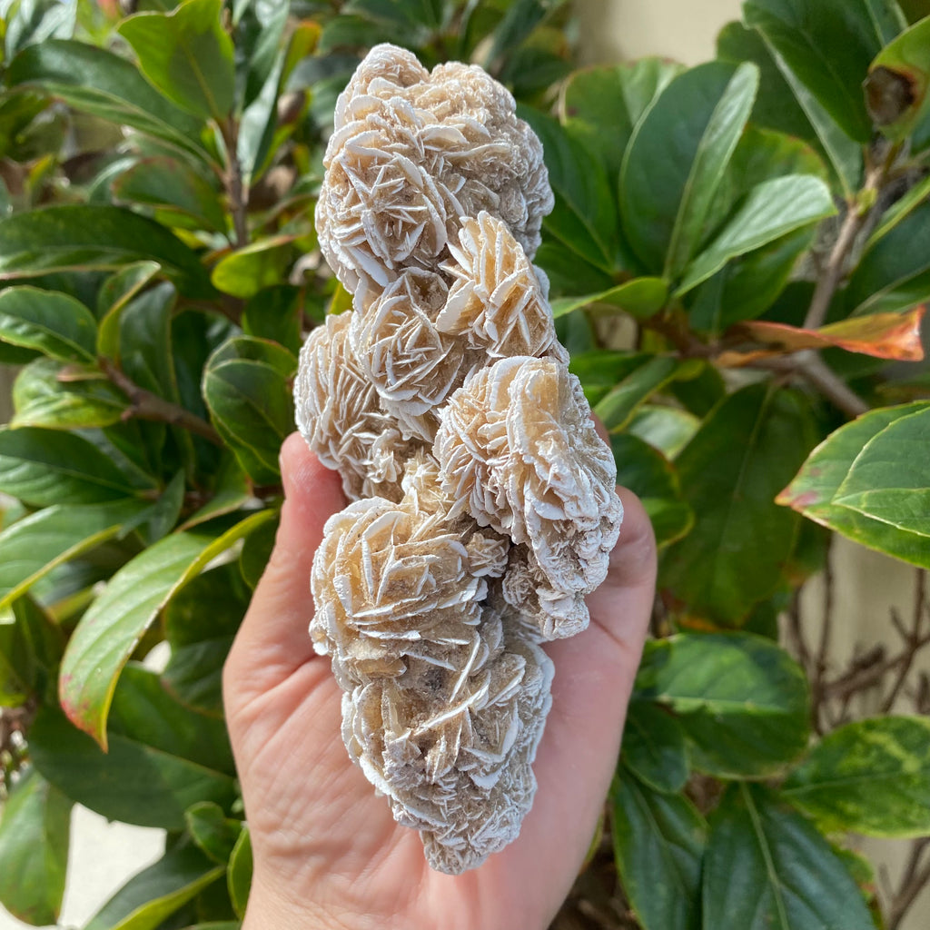 Desert Rose Gypsum