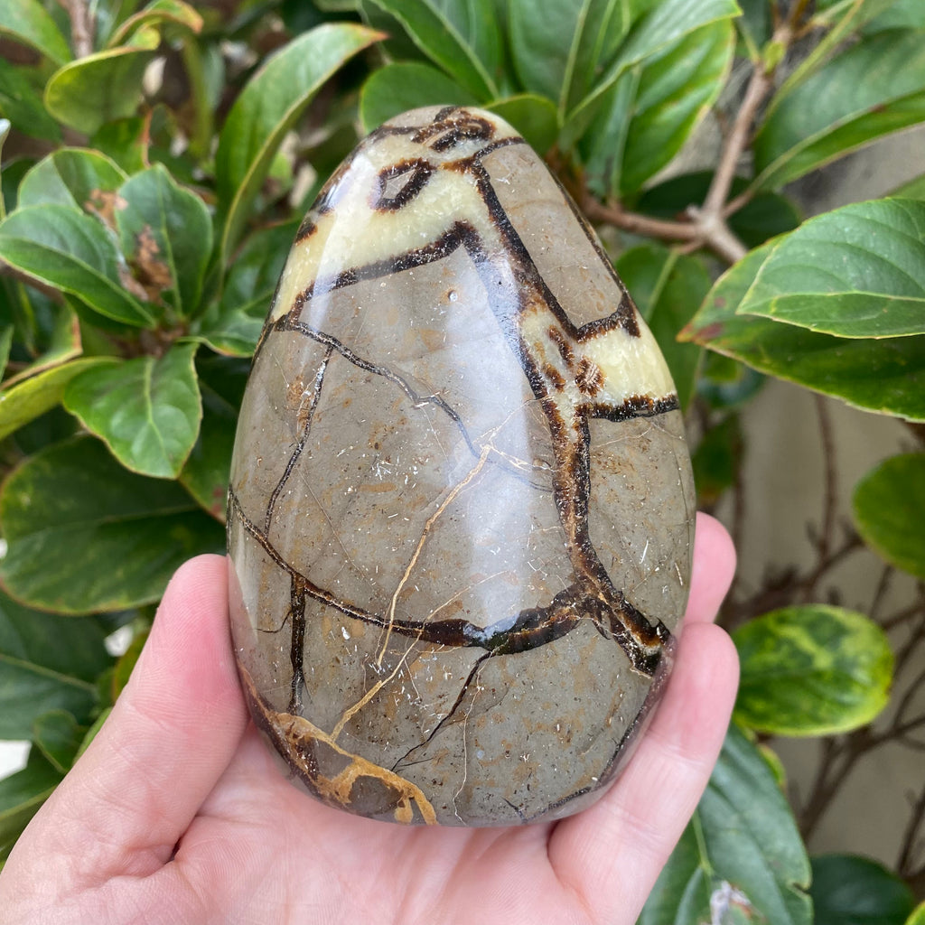 Septarian Freeform