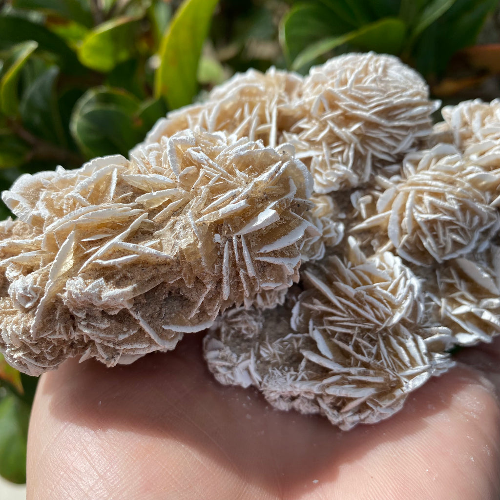 Desert Rose Gypsum