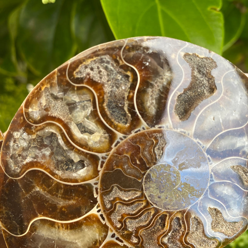 Iridescent Ammonite Pair