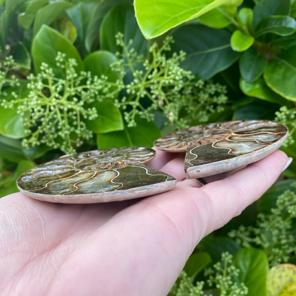 Iridescent Ammonite Pair