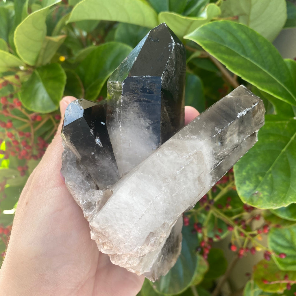 Large Smoky Quartz Cluster (570g)