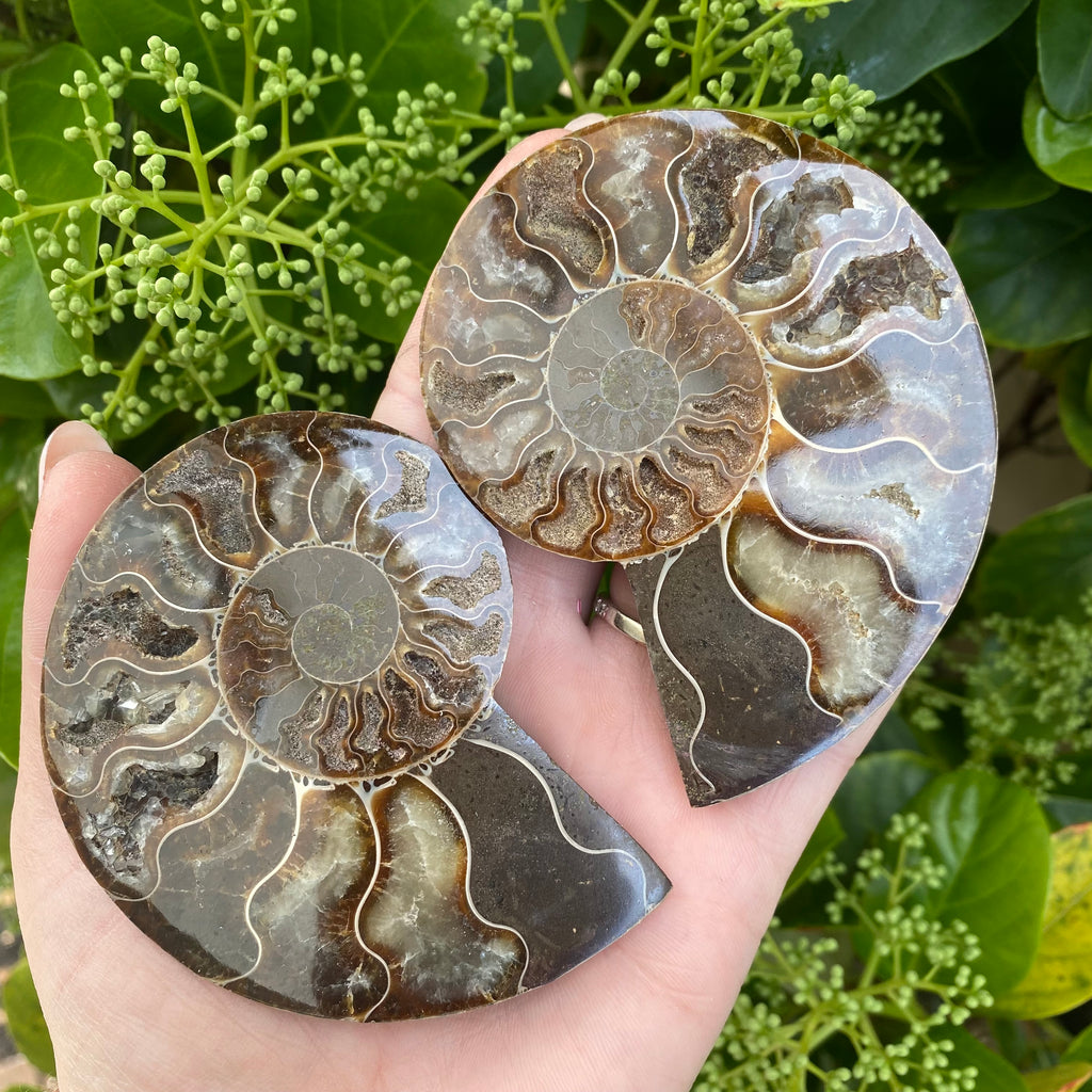 Iridescent Ammonite Pair