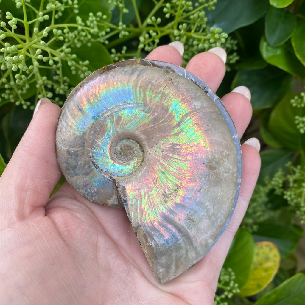 Iridescent Ammonite Pair