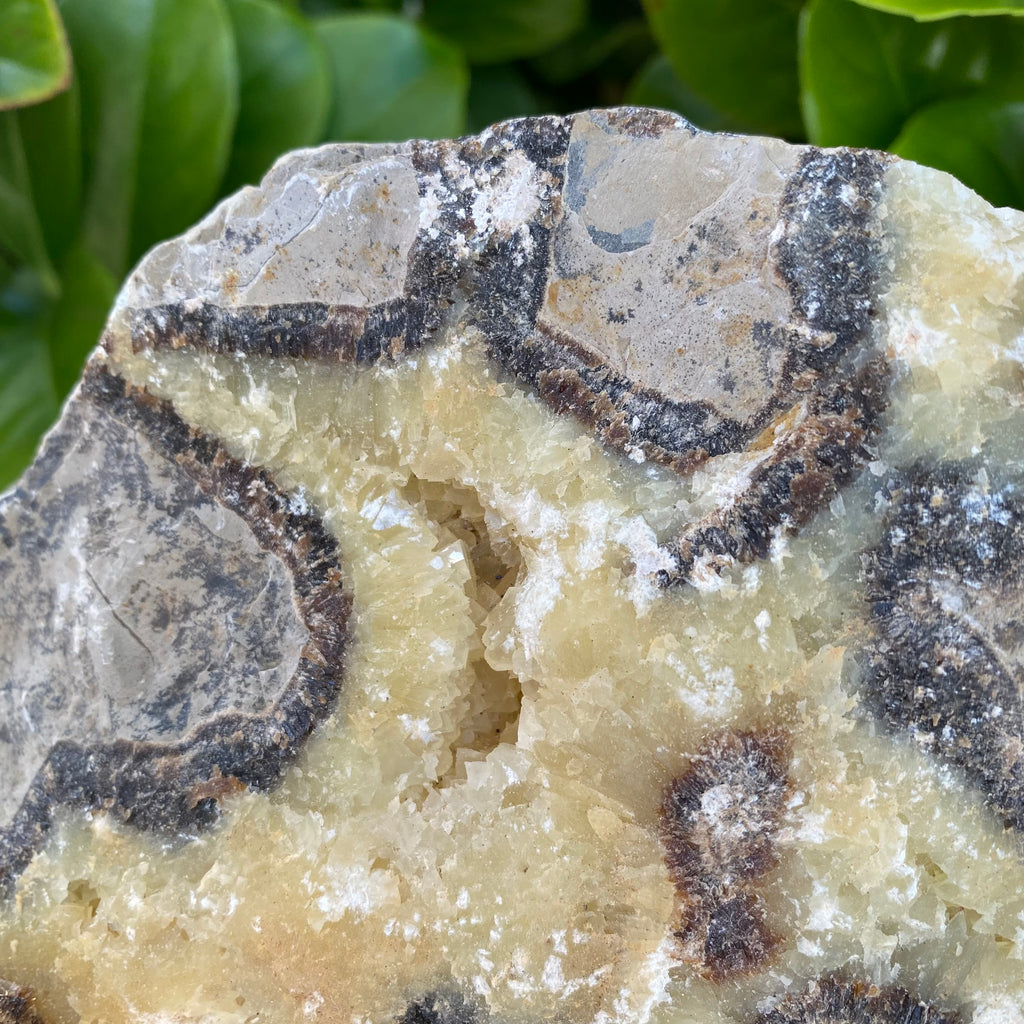 Huge Septarian Raw Crystal