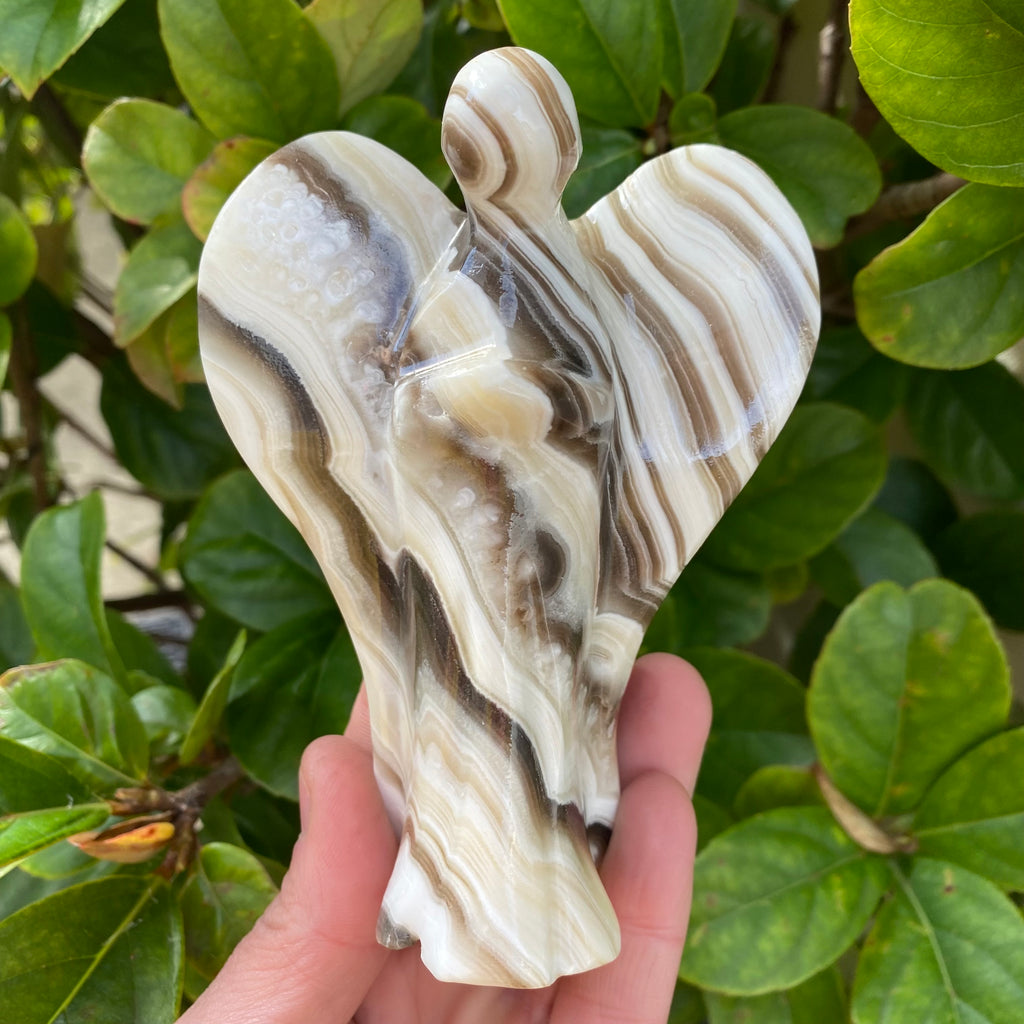 Large Zebra Aragonite Angel