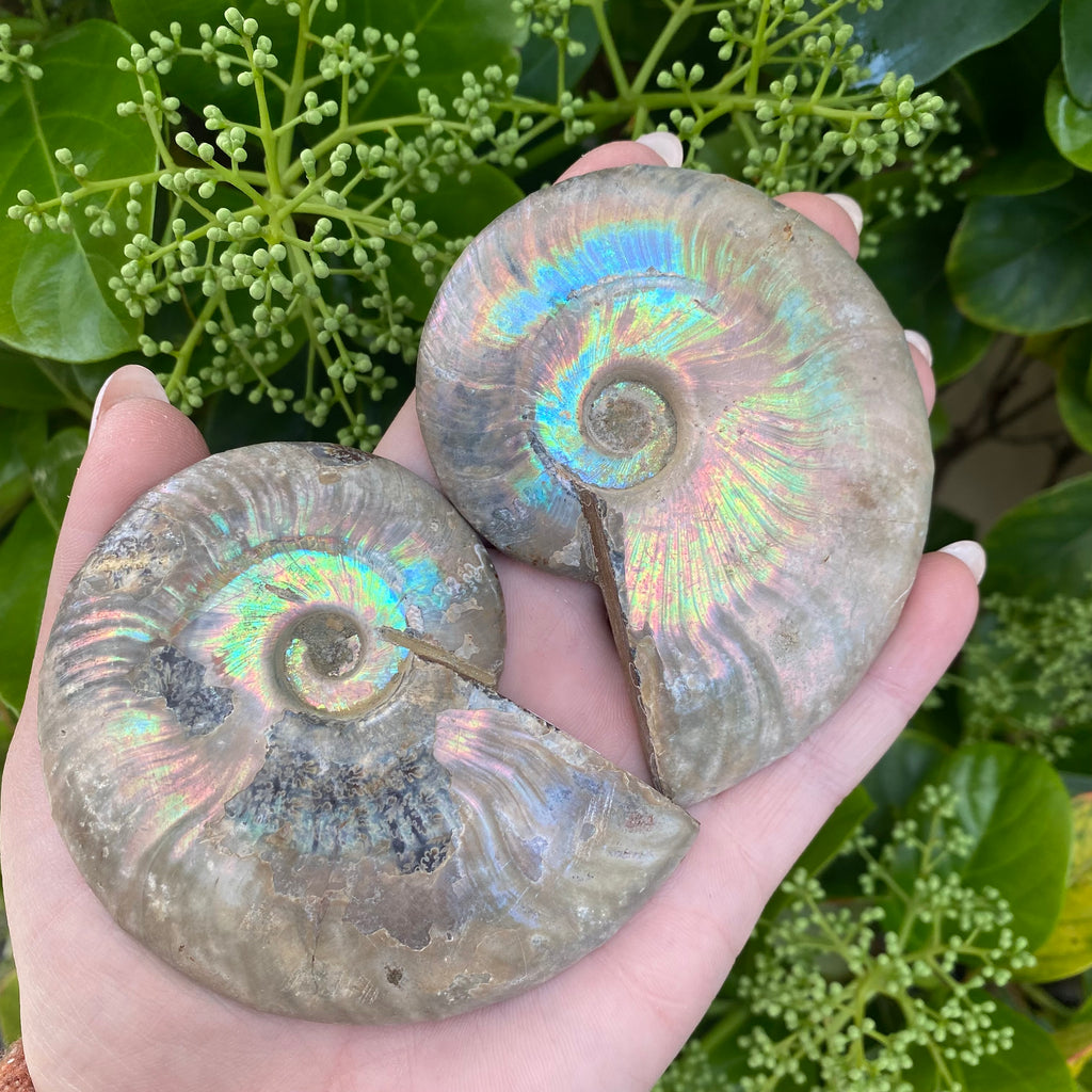 Iridescent Ammonite Pair