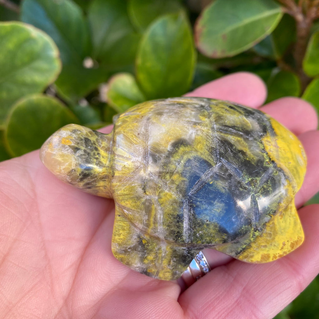 Bumble Bee Jasper Turtle