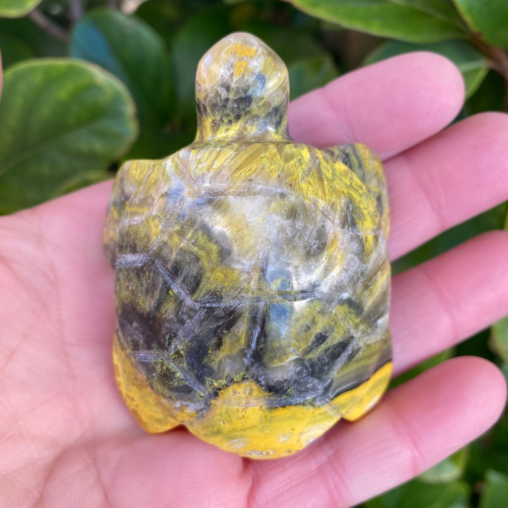 Bumble Bee Jasper Turtle