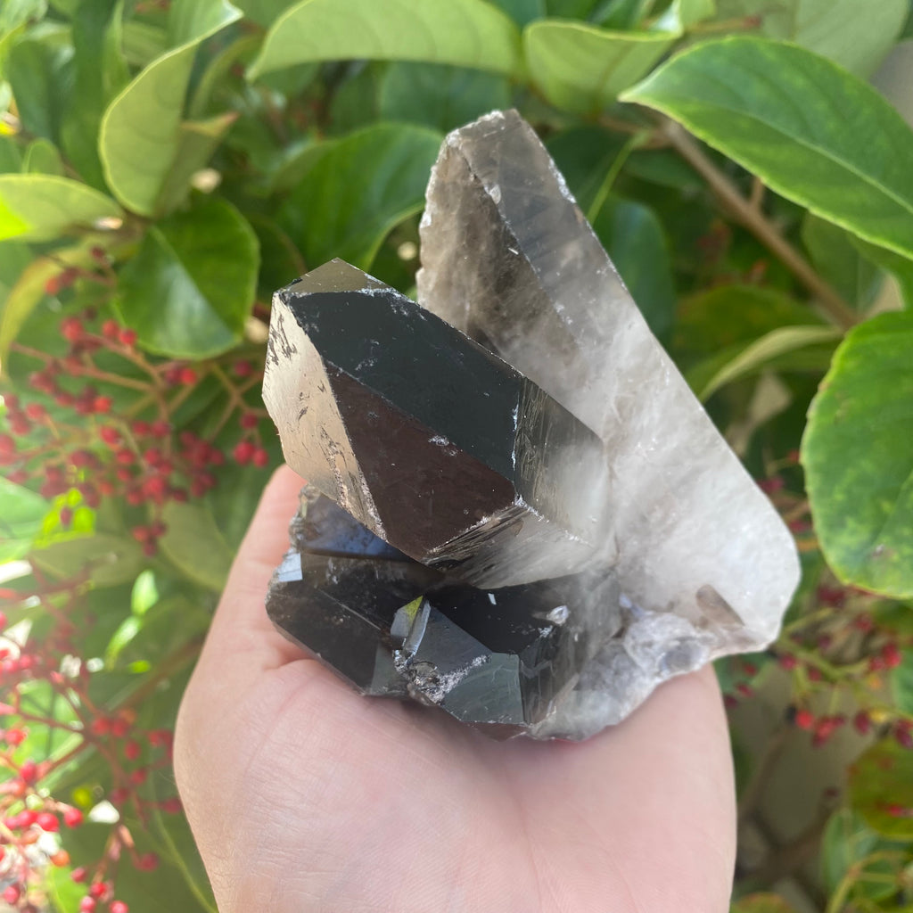 Large Smoky Quartz Cluster (570g)